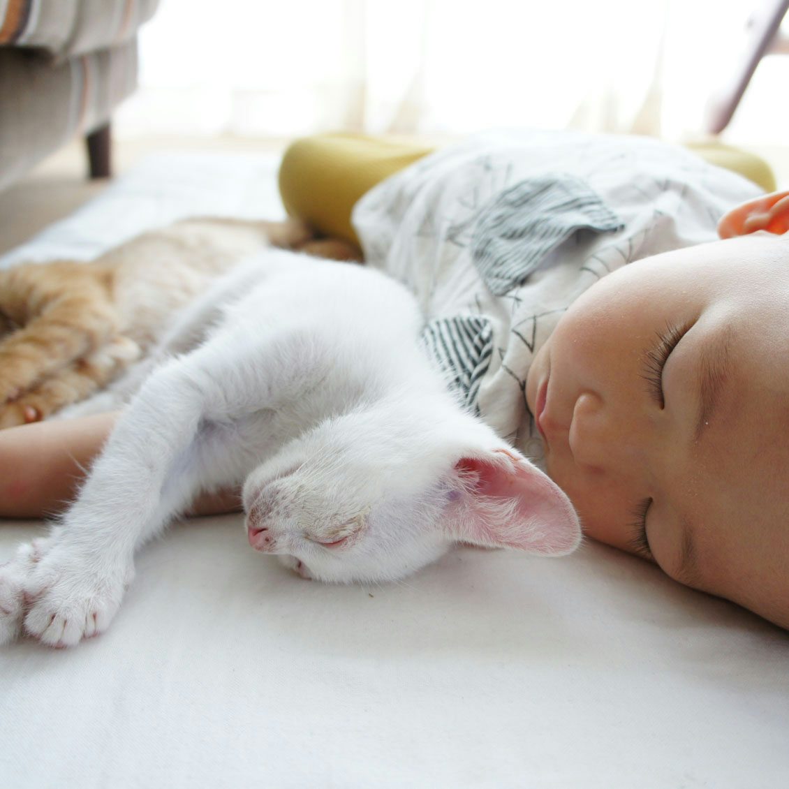 うちのイヌ うちのネコ 子供2人と猫2匹で 仲良く育っています フードスタイリスト つがねゆきこさん宅の猫たち 北欧 暮らしの道具店 うちのイヌ うちのネコ 子供2人と猫2匹で 仲良く育っています フードスタイリスト つがねゆきこさん宅の猫たち 北欧 暮らしの道具店