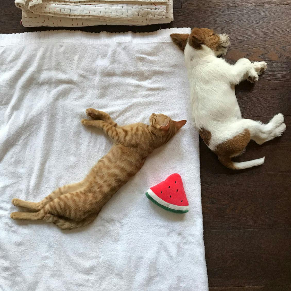 うちのイヌ うちのネコ まるで双子のよう 年生まれの子犬と子猫とのにぎやかな暮らし 北欧 暮らしの道具店