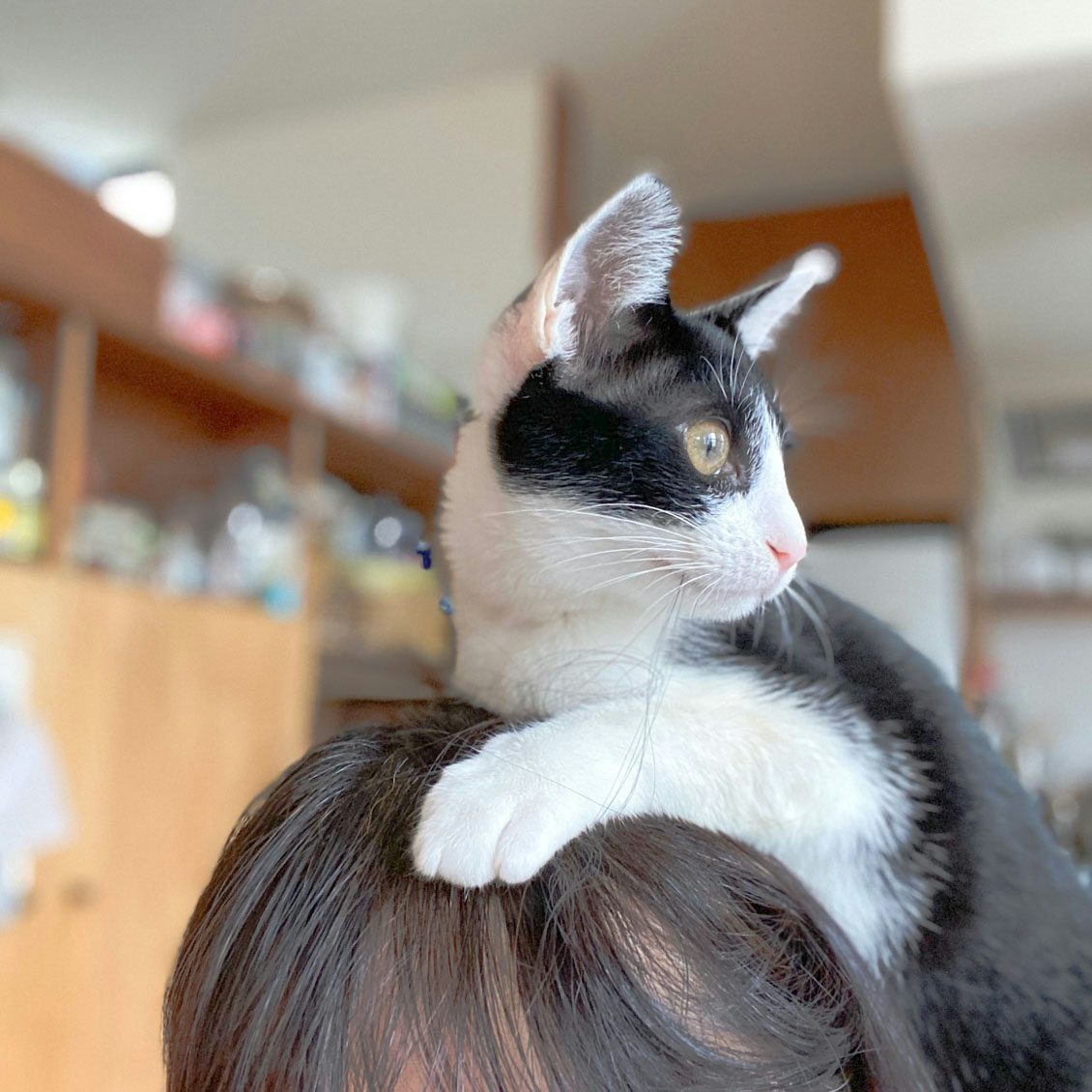 うちのイヌ うちのネコ 飼い始めて半年で みんなの中心的存在に 料理家 瀬戸口しおりさんと愛猫 セリの暮らし 北欧 暮らしの道具店 うちのイヌ うちのネコ 飼い始めて半年で みんなの中心的存在に 料理家 瀬戸口しおりさんと愛猫 セリの暮らし 北欧 暮らしの道具店