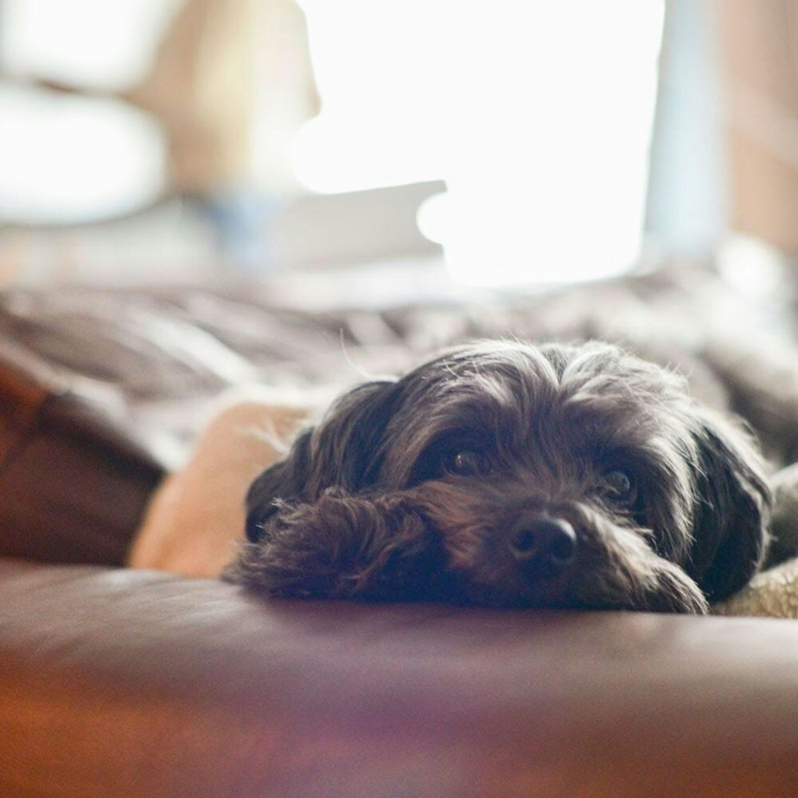 Socukaさんちの犬 シグリ 保護犬を預かるまでの道のりと それから 北欧 暮らしの道具店