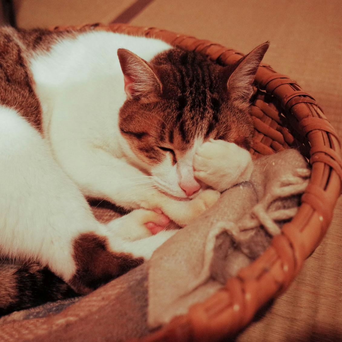 うちのイヌ うちのネコ 猫からこの世界はどう見えているんだろう 竹細工作家 デザイナーのゴロゥさんが楽しむ猫との暮らし 北欧 暮らしの道具店