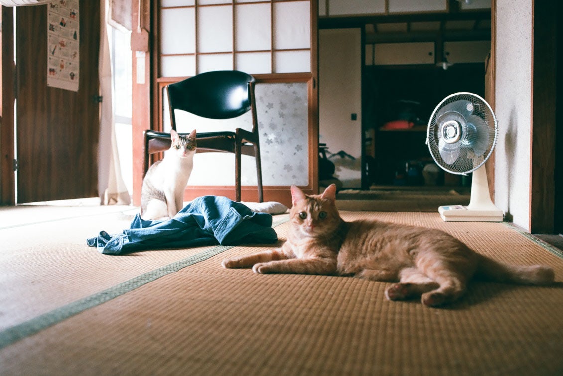うちのイヌ うちのネコ 猫からこの世界はどう見えているんだろう 竹細工作家 デザイナーのゴロゥさんが楽しむ猫との暮らし 北欧 暮らしの道具店 うちのイヌ うちのネコ 猫からこの世界はどう見えているんだろう 竹細工作家 デザイナーのゴロゥさんが楽しむ猫との暮らし 北欧 暮らしの道具店