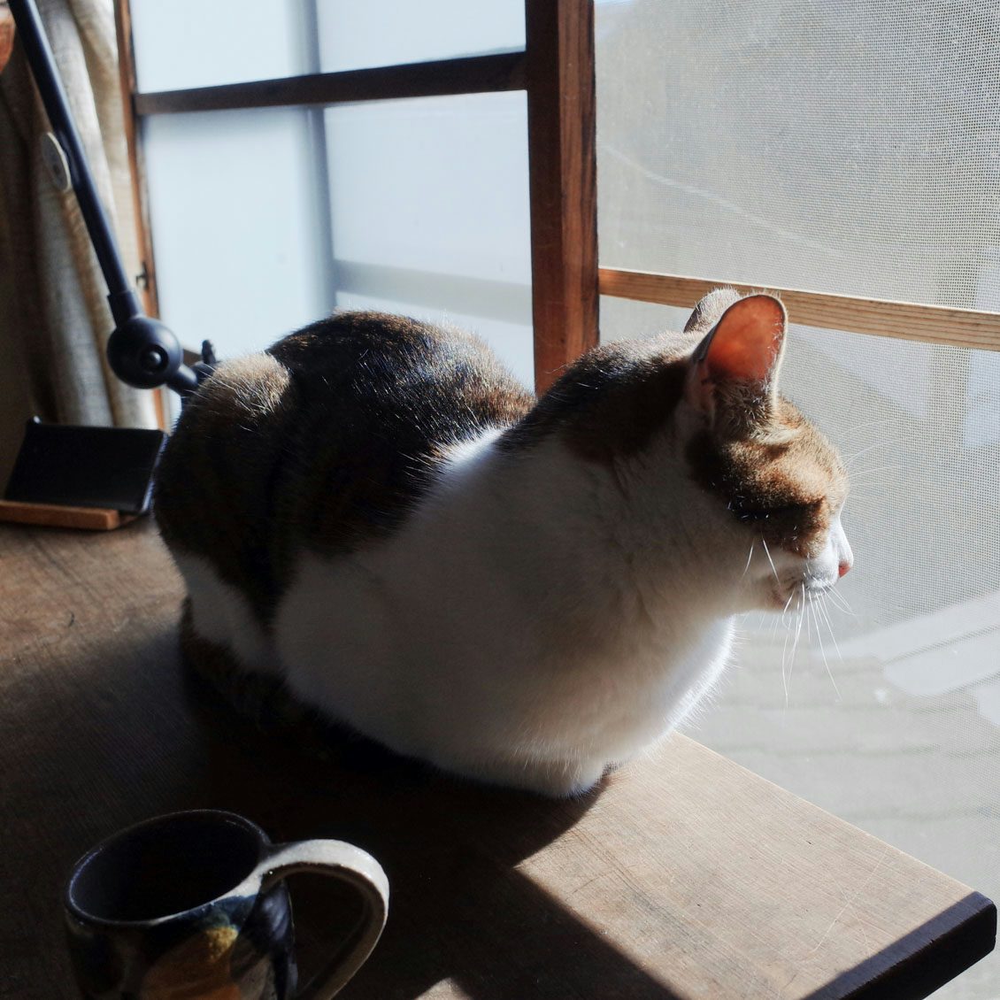 うちのイヌ うちのネコ 猫からこの世界はどう見えているんだろう 竹細工作家 デザイナーのゴロゥさんが楽しむ猫との暮らし 北欧 暮らしの道具店 うちのイヌ うちのネコ 猫からこの世界はどう見えているんだろう 竹細工作家 デザイナーのゴロゥさんが楽しむ猫との暮らし 北欧 暮らしの道具店