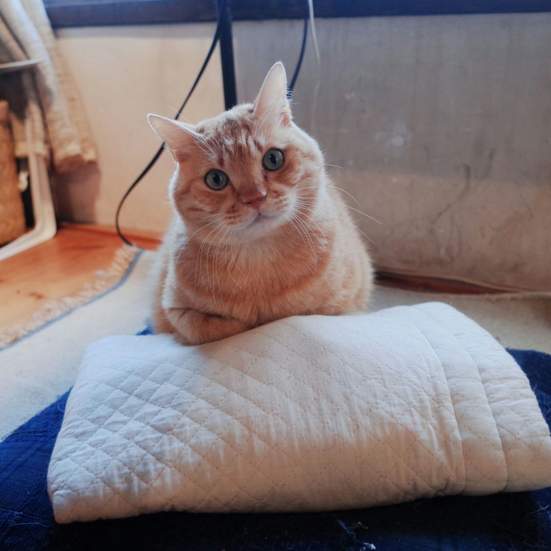 うちのイヌ うちのネコ 猫からこの世界はどう見えているんだろう 竹細工作家 デザイナーのゴロゥさんが楽しむ猫との暮らし 北欧 暮らしの道具店 うちのイヌ うちのネコ 猫からこの世界はどう見えているんだろう 竹細工作家 デザイナーのゴロゥさんが楽しむ猫との暮らし 北欧 暮らしの道具店