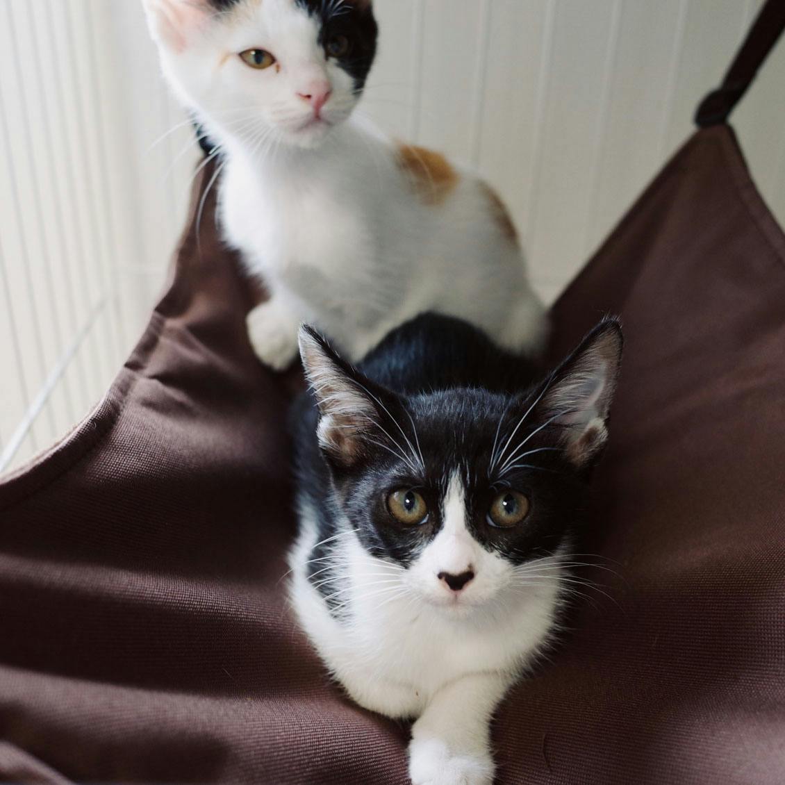 うちのイヌ、うちのネコ】猫との暮らしで気づいた、コミュニケーション