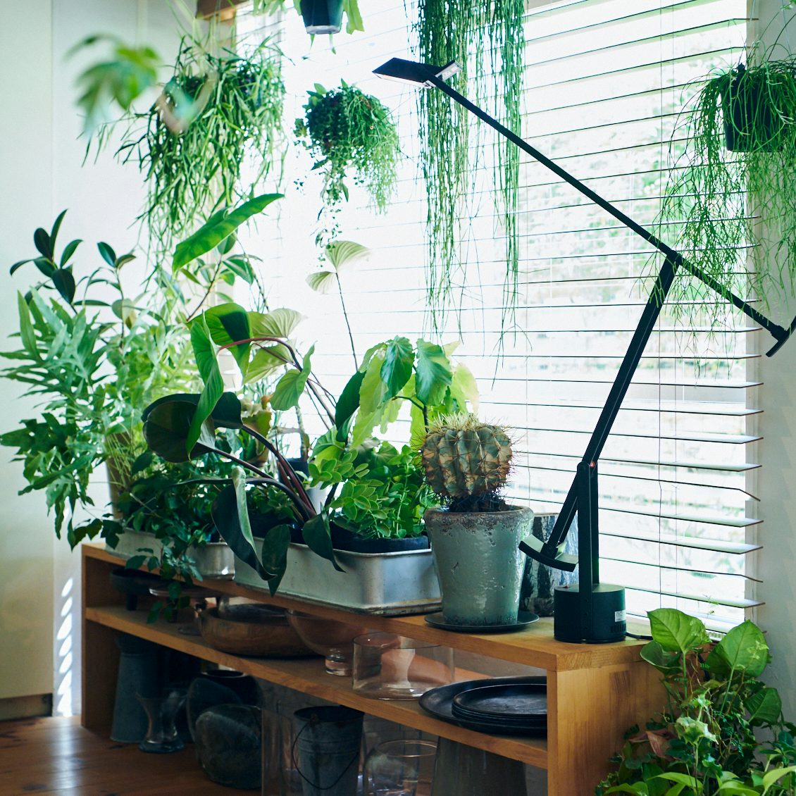 植物のある暮らし 第2話 グリーンスタイリストに聞く 鉢植えの上手な飾り方 北欧 暮らしの道具店