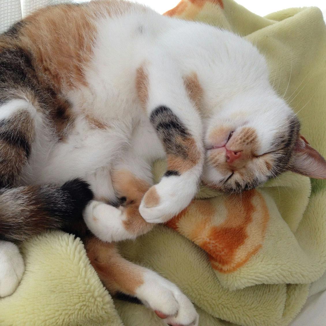 うちのイヌ、うちのネコ】古民家でのびのびと。猫4匹と犬1匹、仲良く 