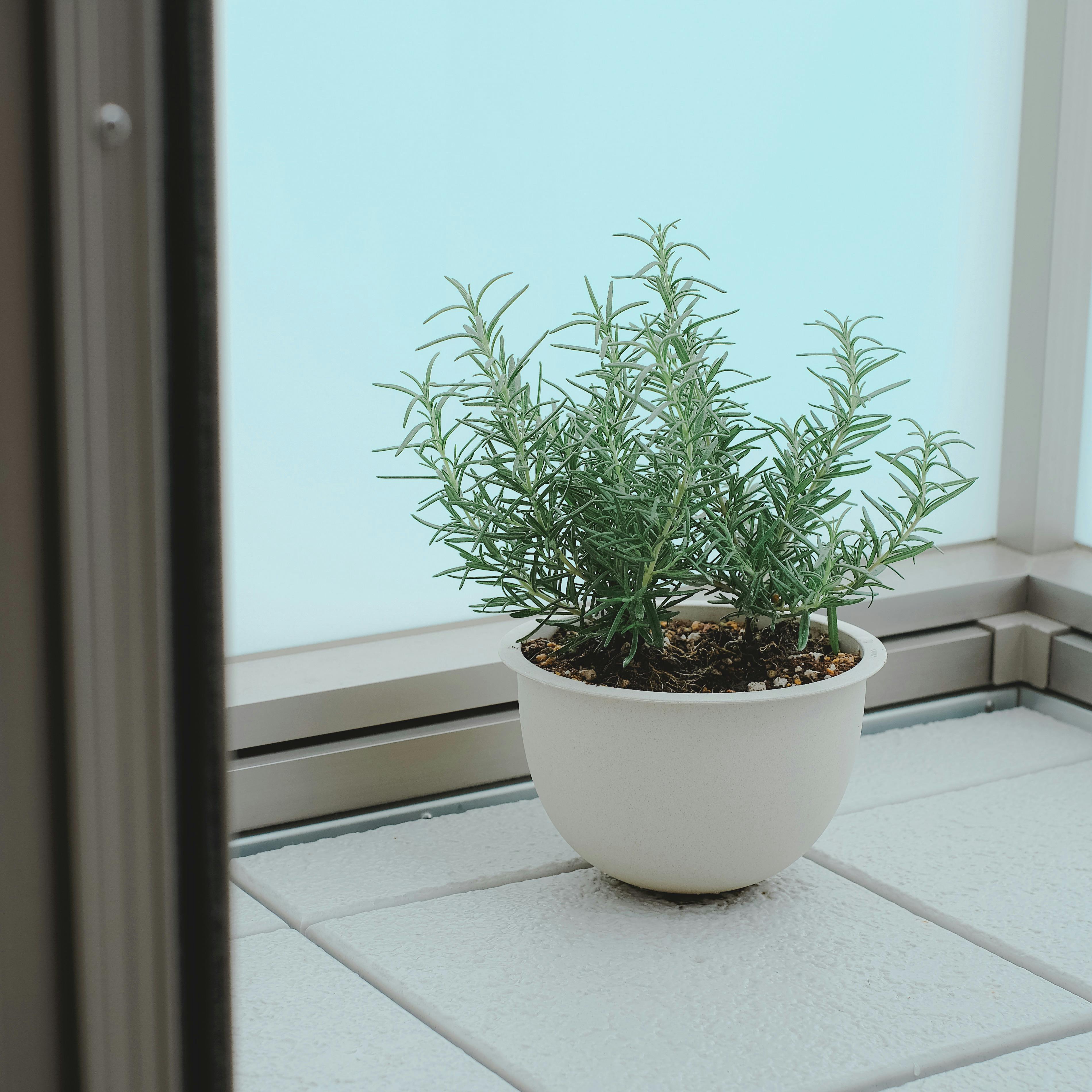 新商品】梅雨のプチ模様替えにも◎ 簡単おしゃれに植物が飾れる