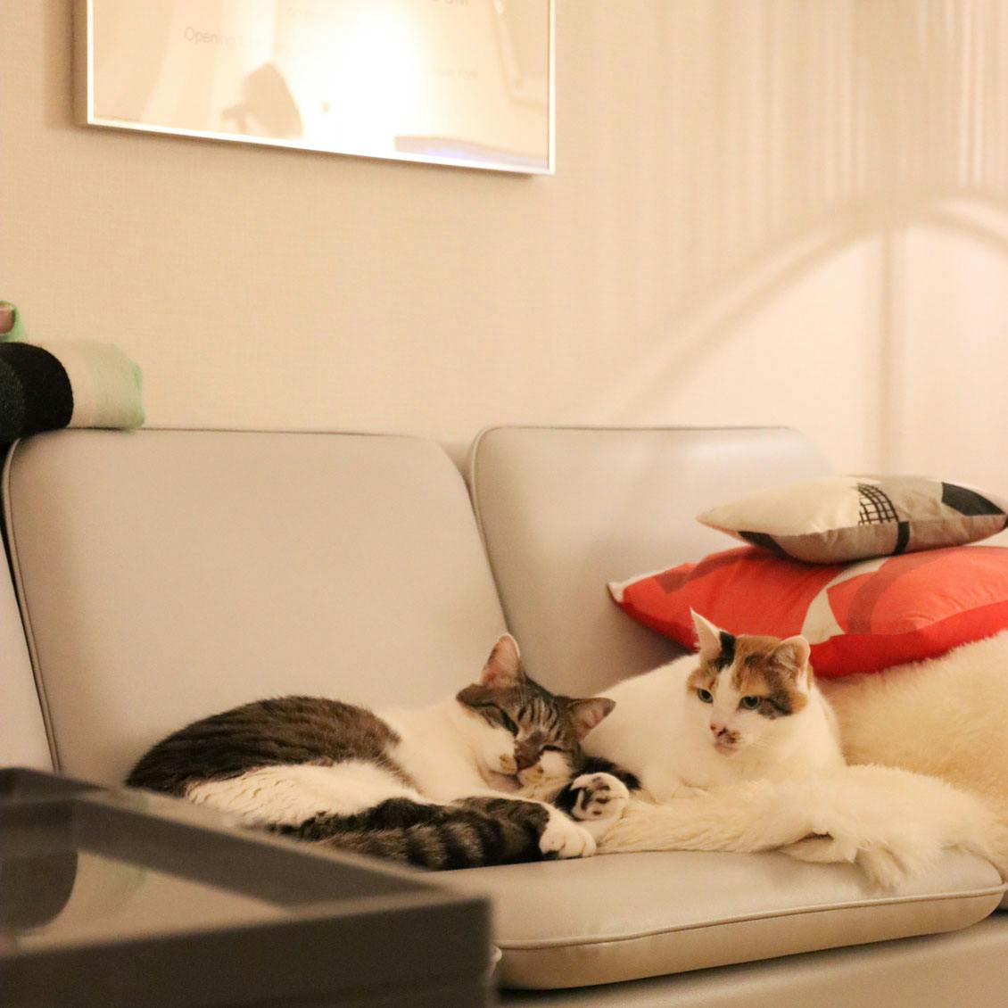 リモージュフランスソファーで眠る猫