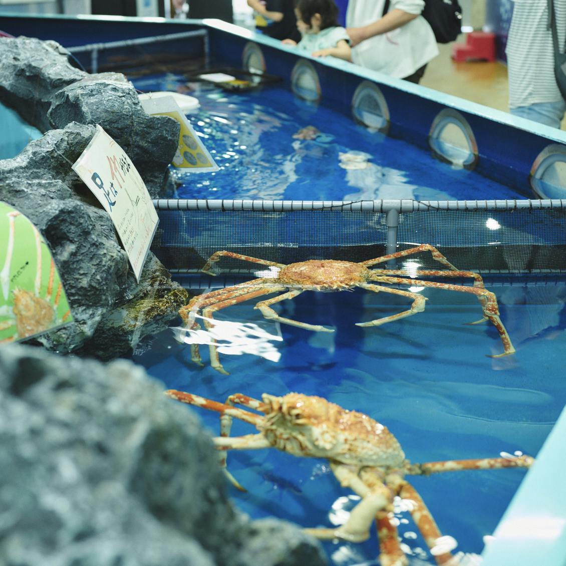 私の転機】竹島水族館・小林さん（前編）：せまい、古い、ペンギンも