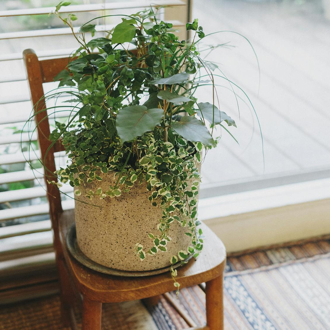 きほんの観葉植物】覚えておきたいレスキュー編：グリーンのプロに聞く、困ったときのレスキュー方法 - 北欧、暮らしの道具店