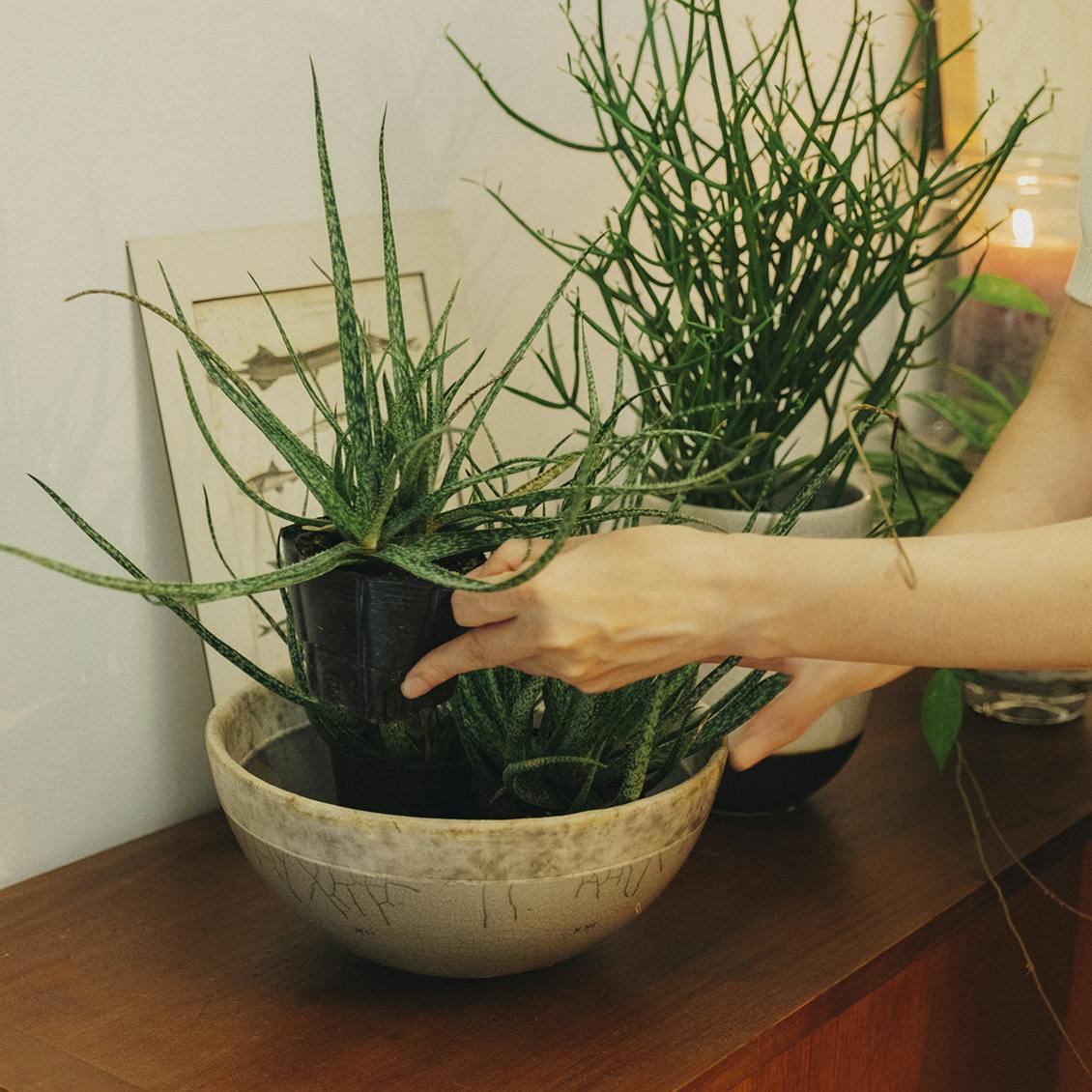 緑の力強い 鉢 花器 にもなりますˊᵕˋ 焼き物