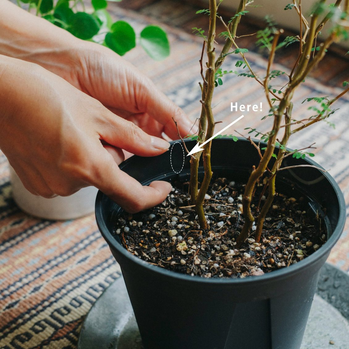 きほんの観葉植物 水やり 日当たり 風通し編 素敵な姿をキープする 動画で学ぶ プロのコツ 北欧 暮らしの道具店